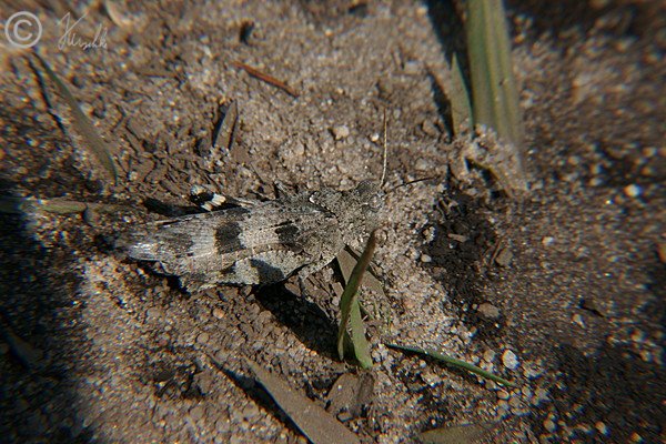 Blauflügelige Ödlandschrecke (Oedipoda caerulescens) auf Sandboden