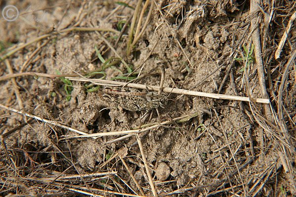 Weibliche Italienische Schönschrecke (Caliptamus italicus) sitzt am Boden des Sandmagerrasens