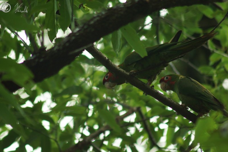 Zwei White-eyed Parakeets (Aratinga leucophthalmus) sitzen in einem Baum