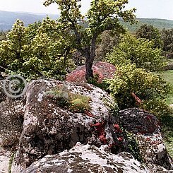 Vegetation auf Felsen im Naturreservat El Feija