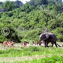 Elefant (Loxodonta africana) und Moorantilopen (Kobus leche)  auf der Sumpfwiese