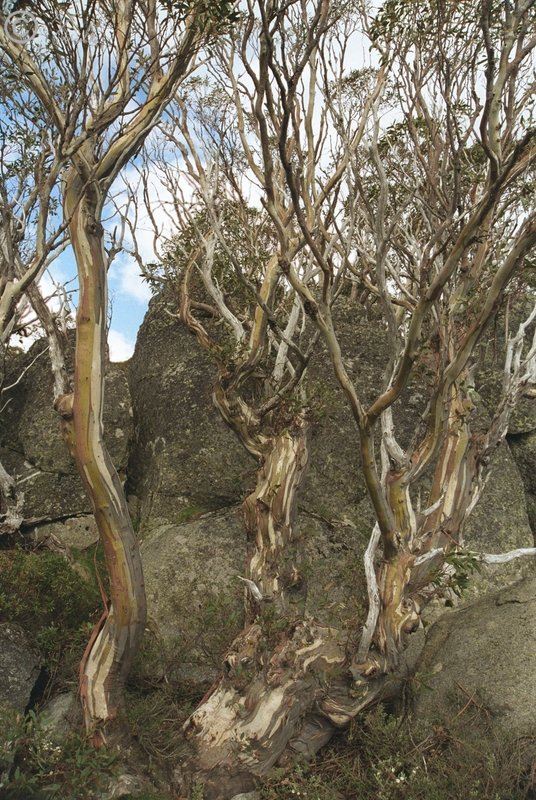Schnee-Eukalypten (Eucalyptus pauciflora) am Mt. Kosciuszko