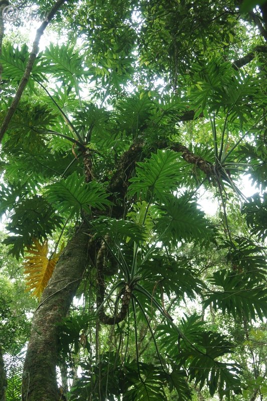 Philodendron bipinnatifidum an einem Baum