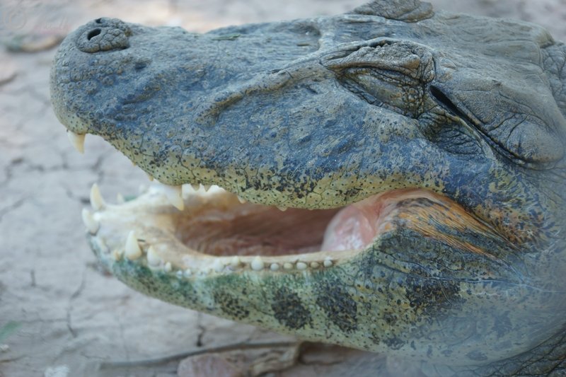 Porträt eines ruhenden Krokodil-Kaimans (Caiman crocodilus)