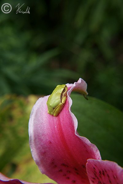 Laubfrosch (Hyla arborea) sitzt auf einer Lilienblüte im Garten