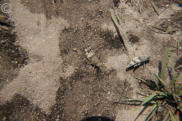 Zwei Blauflügelige Ödlandschrecken (Oedipoda caerulescens) auf Sandboden