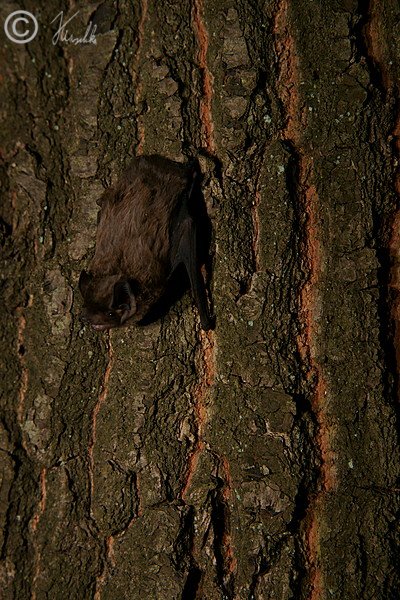 Mückenfledermaus (Pipistrellus pygmaeus) klettert an einem Baumstamm