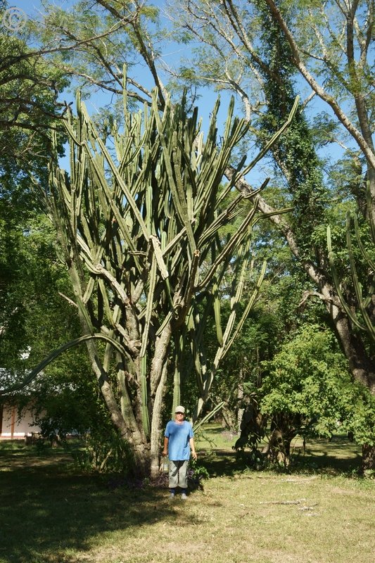 Inge vor einem mächtigen Kandilaver-Kaktus