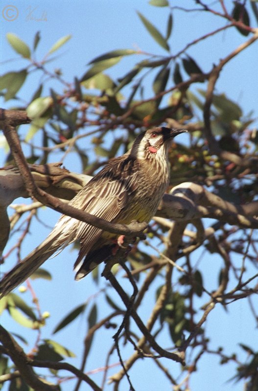 Roter Lappenvogel (Anthochaera carunculata), Lake Eucumbene