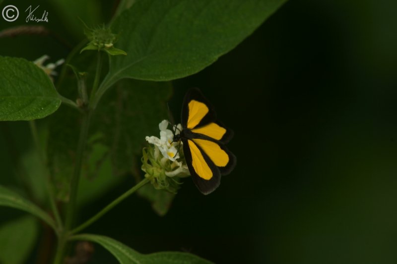 Schmetterling saugt an einer Blüte