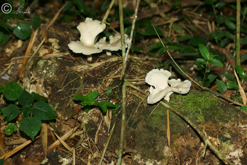 Pilze an einem morschen liegenden Baumstamm