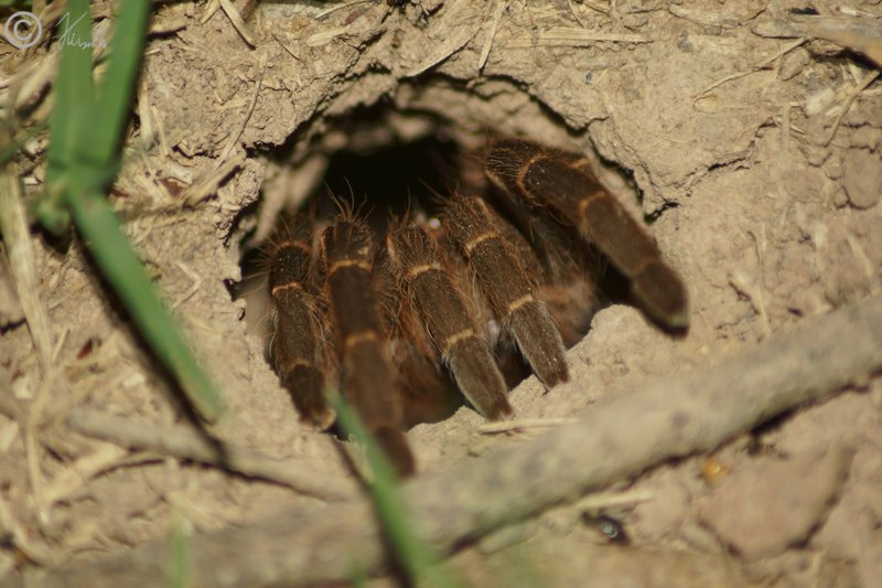 Vogelspinne sitzt am Eingang ihrer Wohnröhre