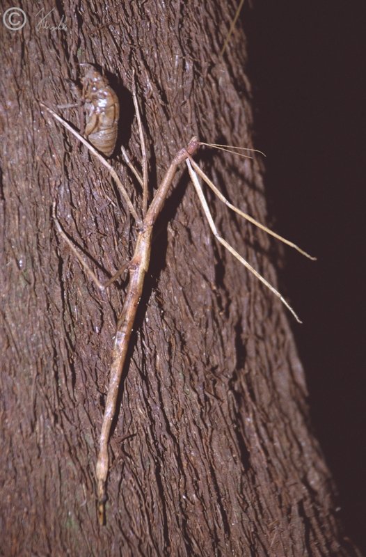 Stabschrecke und Exuvie einer Zikade an einem Baumstamm