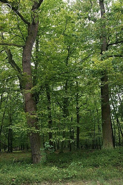 Eichen-Hainbuchenwald mit Bestand des Waldwachtelweizen (Melampyrum sylvaticum)
