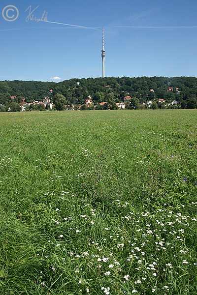 Blick über die Flachland-Mähwiese zum Fernsehturm