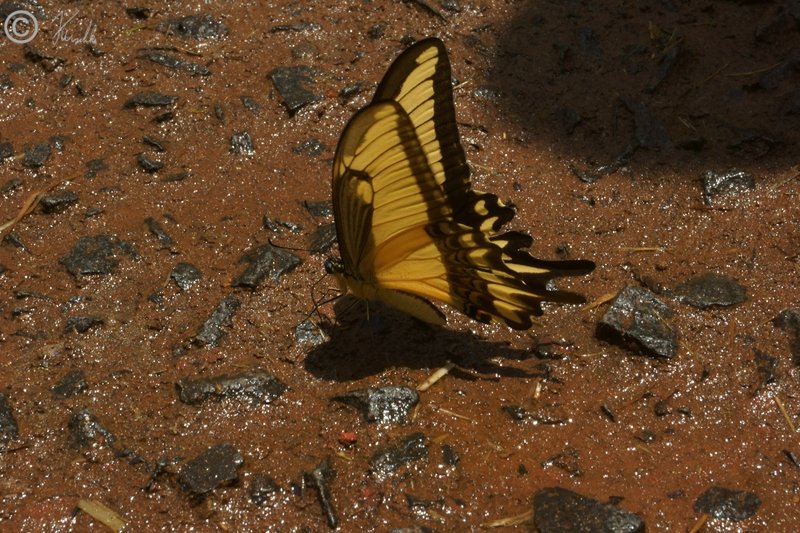 Schwalbenschwanzfalter (Papilionidae) saugt Wasser vom Boden auf