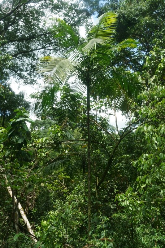 Regenwald mit Palmito (Euterpe edulis)