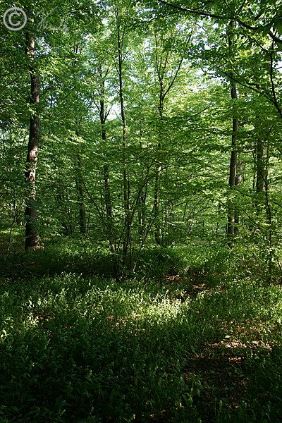 Eichen-Hainbuchenwald mit Bestand des Wiesenwachtelweizen (Melampyrum pratense commutatum)