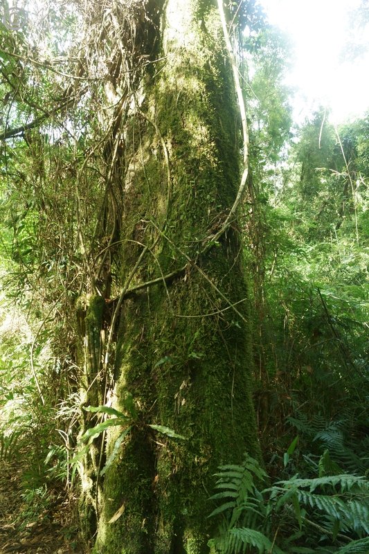 Stammfuß eines kräftigen Regenwald-Baumes
