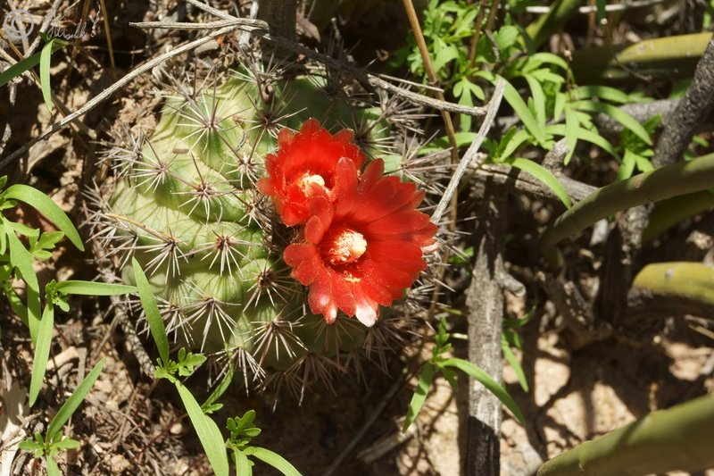 blühender Kaktus (Parodia tilcarensis)