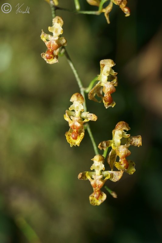 Blütenstand einer epiphytischen Orchidee (?)
