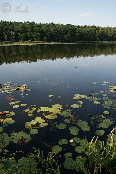 Blick über Schwimmblattvegetation auf den Kersdorfer See
