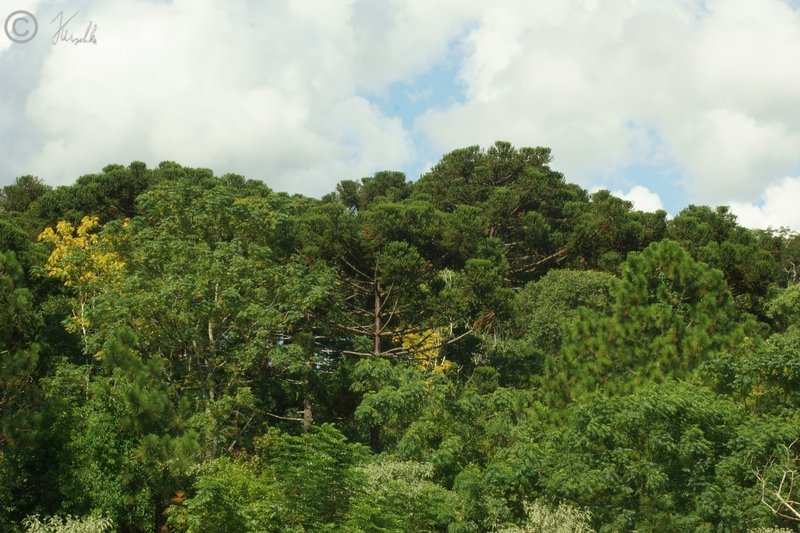 Blick auf den Regenwald mit Araucarien (Araucaria angustifolia)