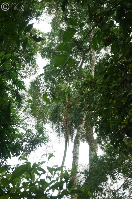 Palmito (Euterpe edulis) im Regenwald
