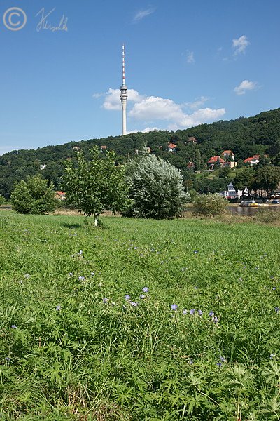 Blick über eine Flachland-Mähwiese und die Elbe zum Fernsehturm
