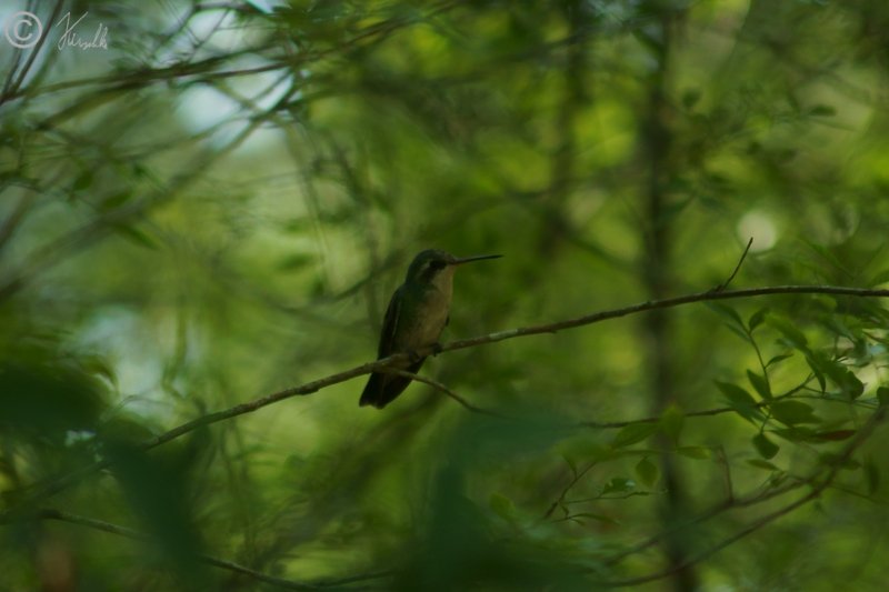Gefleckter Kolibri (Adelomyia melanogenys) sitzt auf einem Zweig