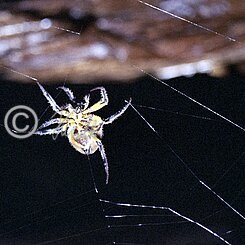 weibliche Radnetzspinne beim Spinnen