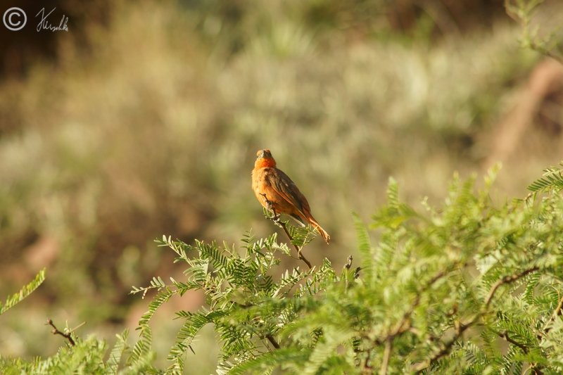 Red-crested Finch (Coryphospingus cucullatus) sitzt auf einer Akazienspitze