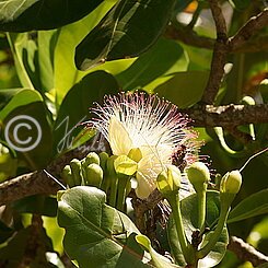 blühender Zweig einer Baringtonia (Barringtonia asiatica)