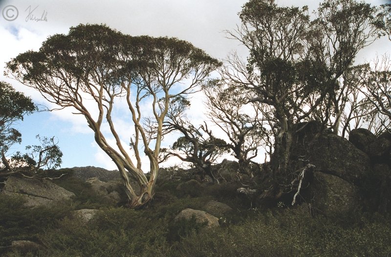Schnee-Eukalyptus-Wald (Eucalyptus pauciflora) am Mt. Kosciuszko
