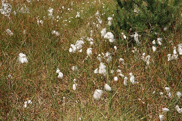 Blühender Bestand des Schmalblättrigen Wollgrases (Eriophorum angustifolium)