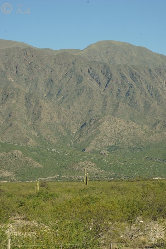 Blick aus dem Tal des Rio Cienaga nach Westen auf die Sierra del Cajon mit Säulenkakteen (Trichocereus pasacana)