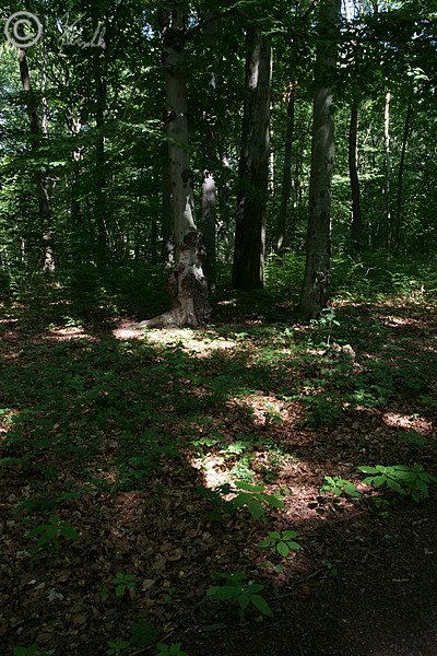 Waldbingelkraut-Buchenwald im Zeisigwald