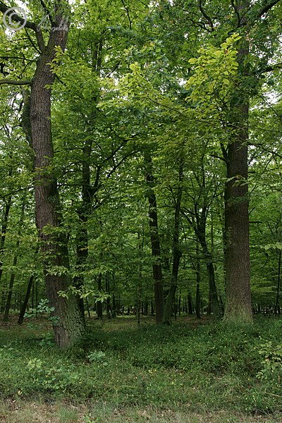 Eichen-Hainbuchenwald mit Bestand des Waldwachtelweizen (Melampyrum sylvaticum)