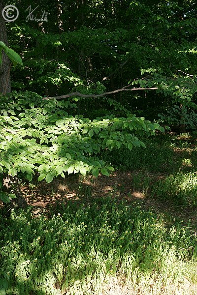 Blühender Bestand des Wiesenwachtelweizen (Melampyrum pratense commutatum) an einem Waldrand