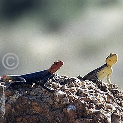 Pärchen der Namib-Felsagamen (Agama planiceps) sonnt sich auf einem Felsen