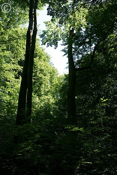 Altholzinsel eines Buchenwaldes