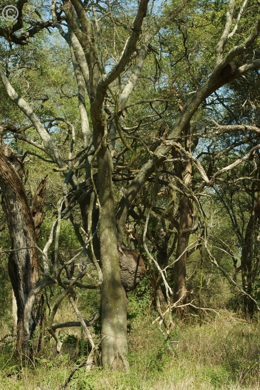 lichter Trockenwald mit Termitennest am Baum