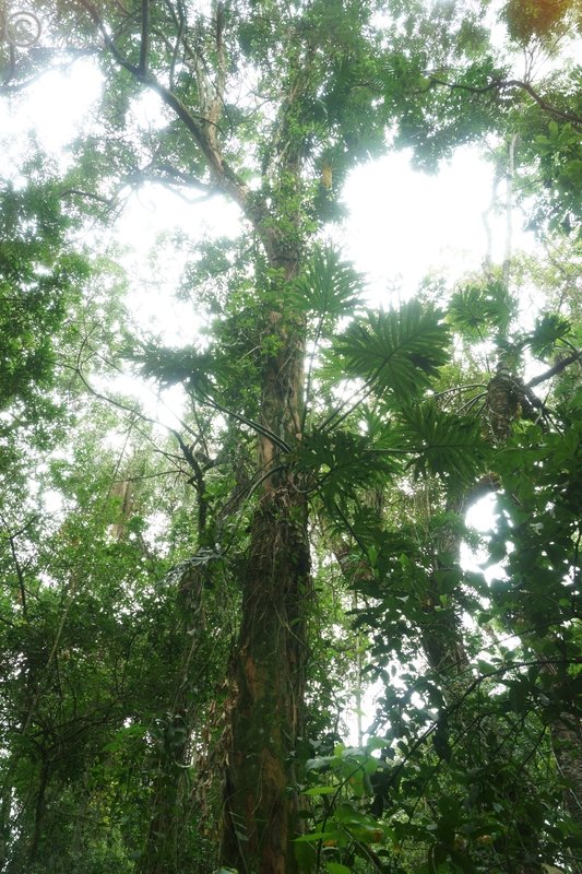 Baum mit Epiphyten und Philodendron bipinnatifidum