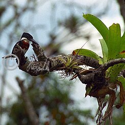 Green Kingfisher (Chloroceryle americana) auf einem Ast, Rio Frio; Caño Negro National Wildlife Refuge