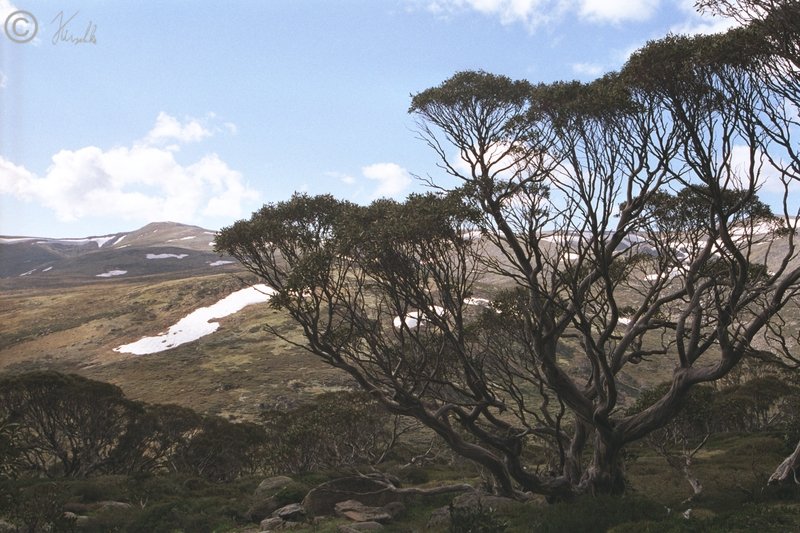 Schnee-Eukalyptus-Wald (Eucalyptus pauciflora) am Mt. Kosciuszko
