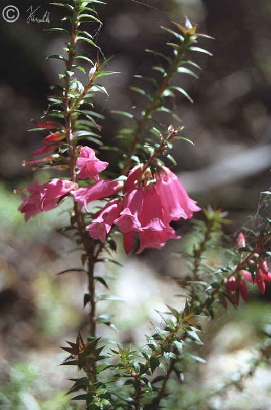 Blütenstand der australischen Heide (Epacris impressa)