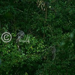 Gruppe Indochina-Brillenlanguren (Trachypithecus crepusculus) auf Nahrungssuche in den Baumkronen