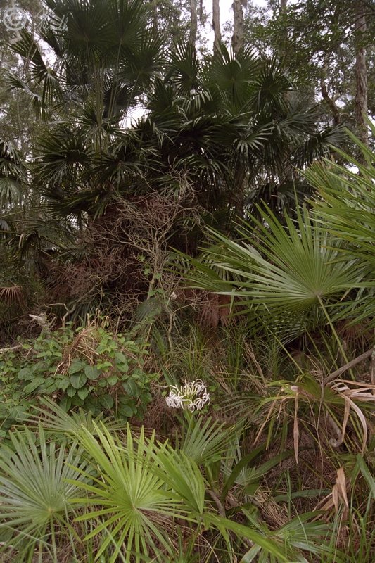 Fächerpalmenbestand (Livistona australis) mit blühender Sumpflilie (Crinum pedunculatum)