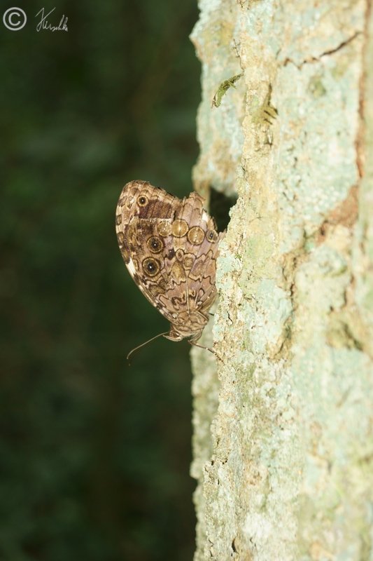 Schmetterling ruht an einem Baumstamm