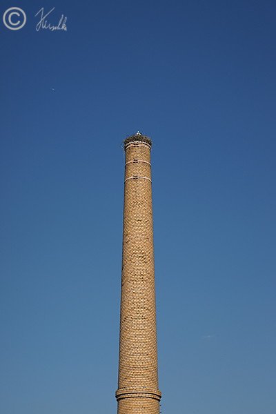 Weißstorchenhorst auf einem Fabrikschornstein